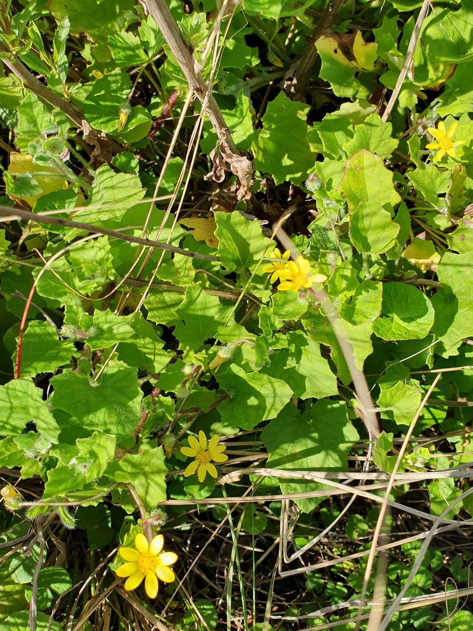 Image de Arctotis perfoliata (Less.) Beauv.