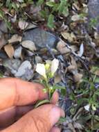Sivun Scutellaria californica A. Gray kuva