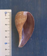 Image of paper fig shell