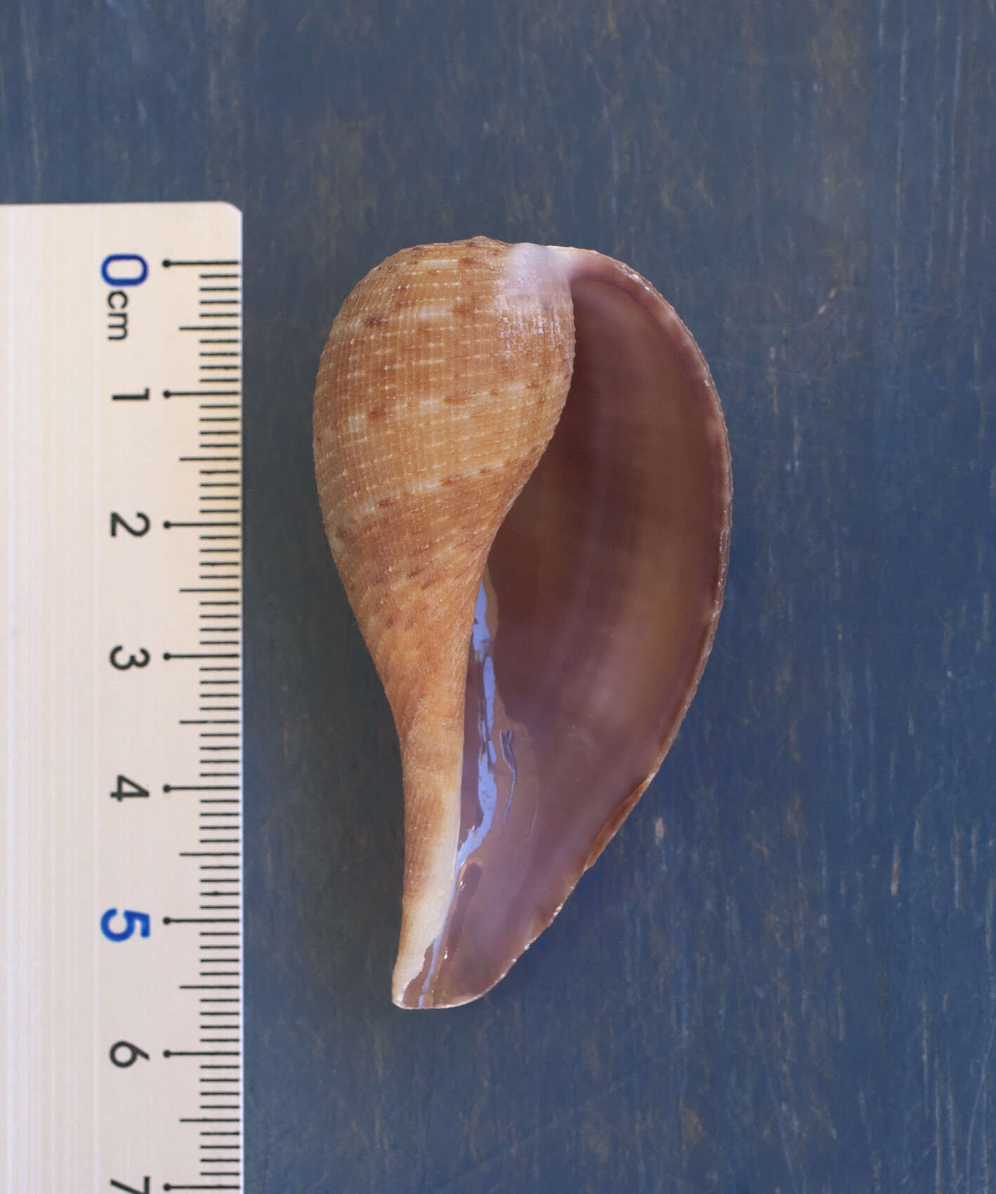 Image of paper fig shell