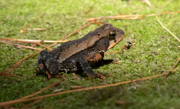 Слика од Incilius spiculatus (Mendelson 1997)