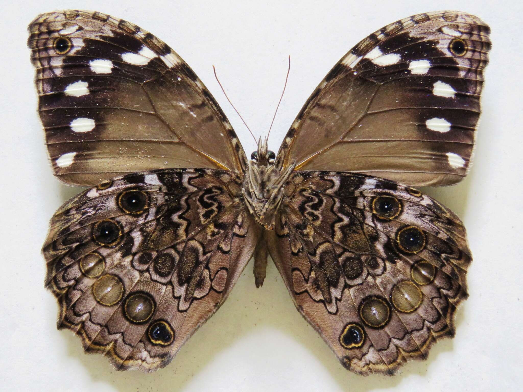 Image of Manataria maculata Hopffer 1874