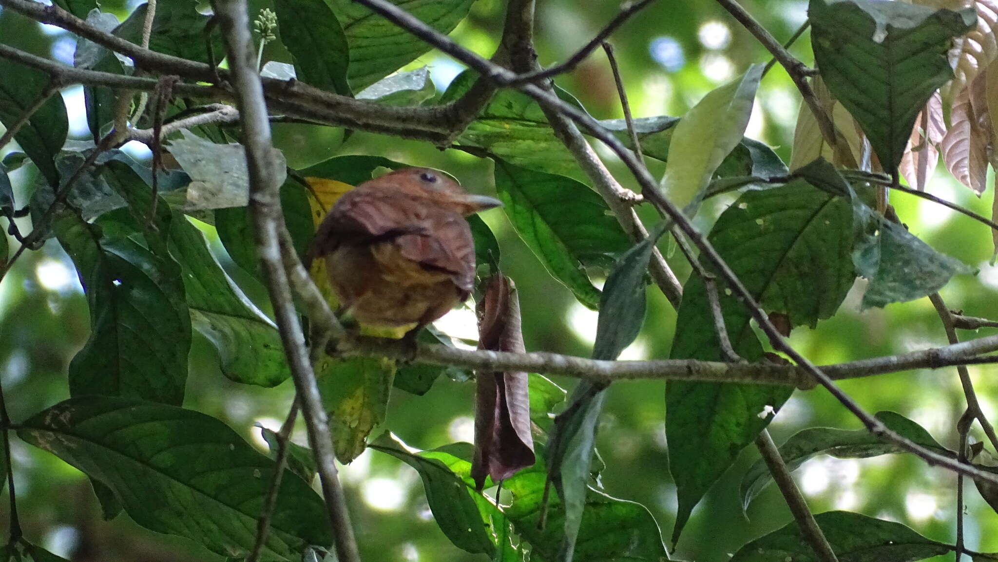 Image of Rufous Piha