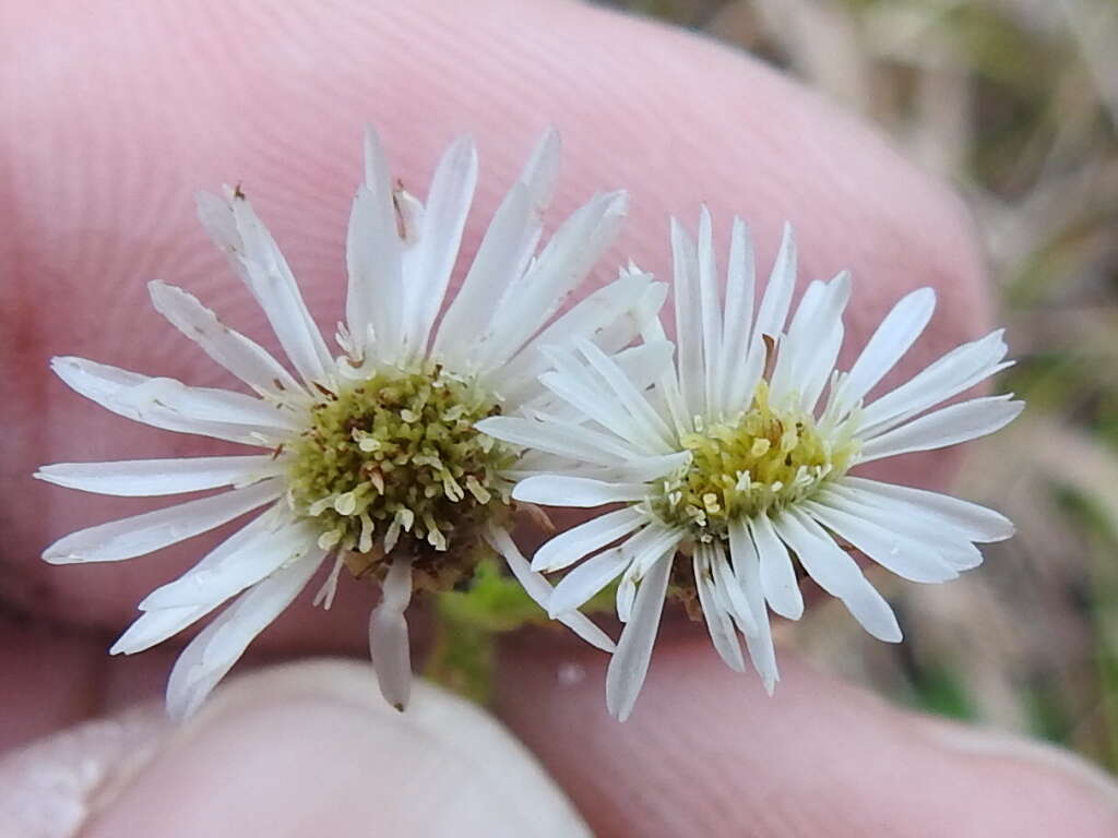 Image de Erigeron vernus (L.) Torr. & A. Gray