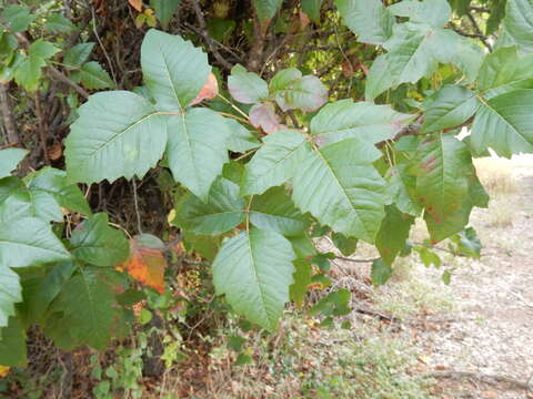 Image of eastern poison ivy