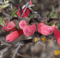 Image of Lamourouxia nelsonii Robinson & Greenm.