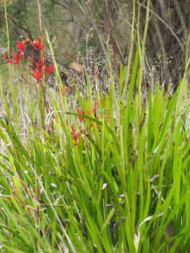 Image of Anigozanthos rufus Labill.