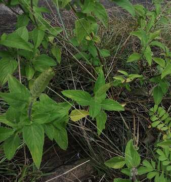 Imagem de Plectranthus barbatus Andrews