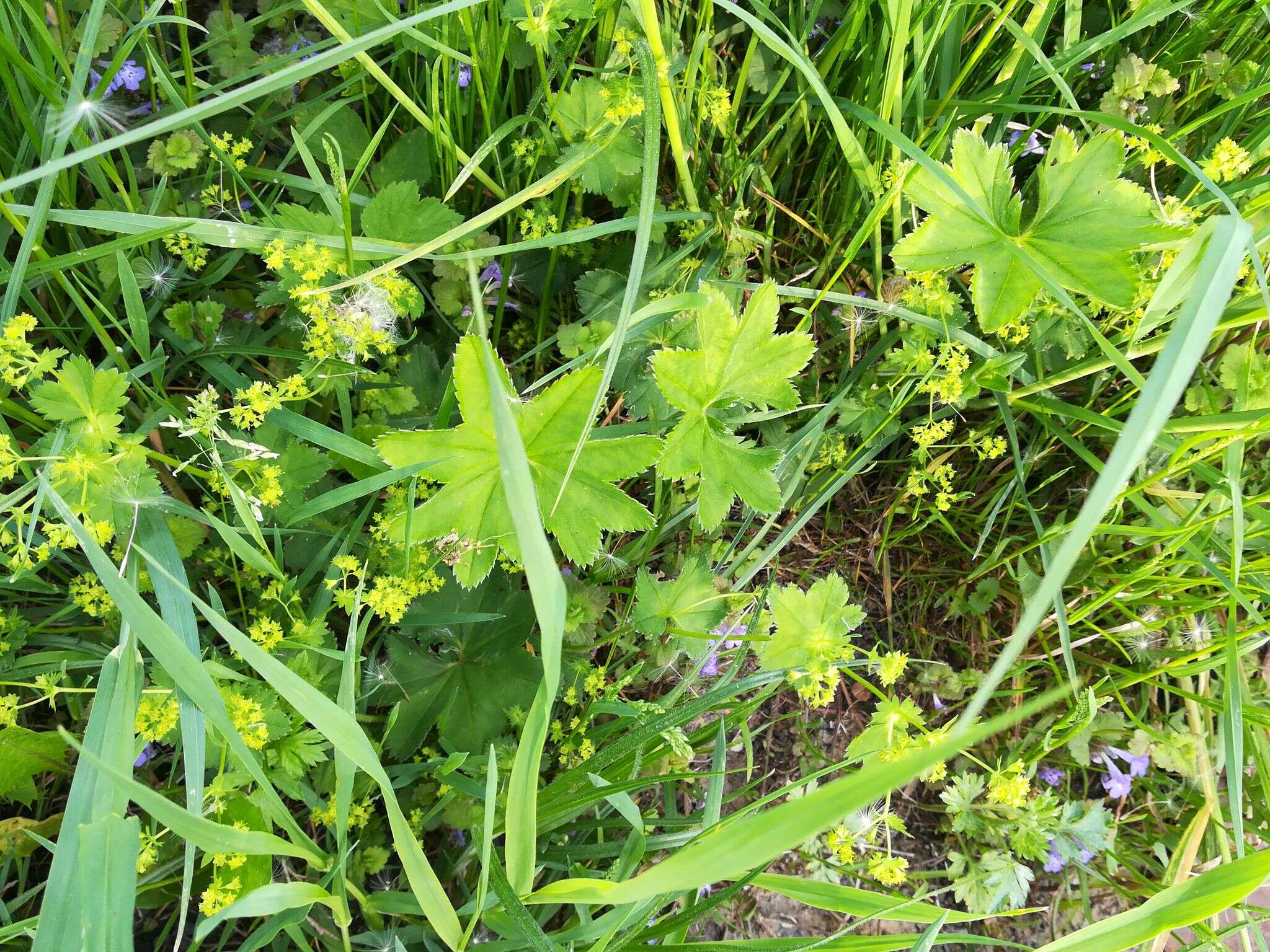 Image of broadtooth lady's mantle