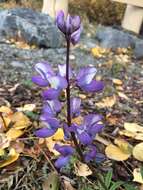 Image of arctic lupine