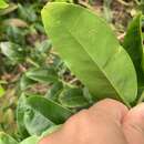 Image de Capparis lanceolaris DC.