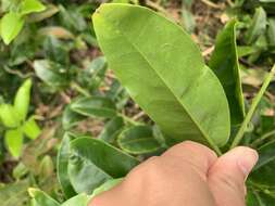 Image de Capparis lanceolaris DC.