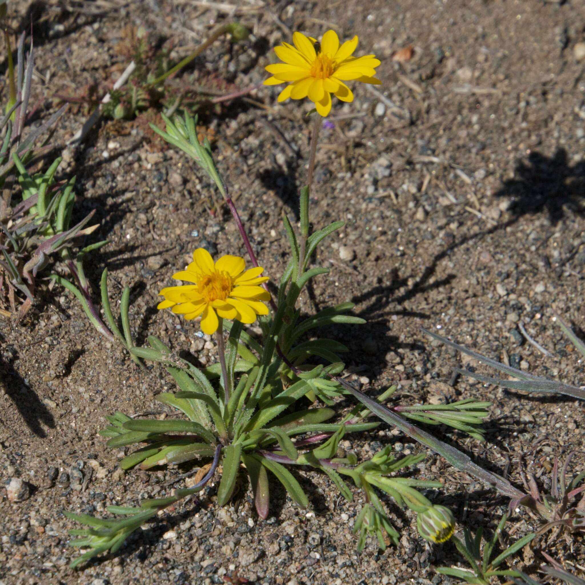 Image of golden chaetopappa