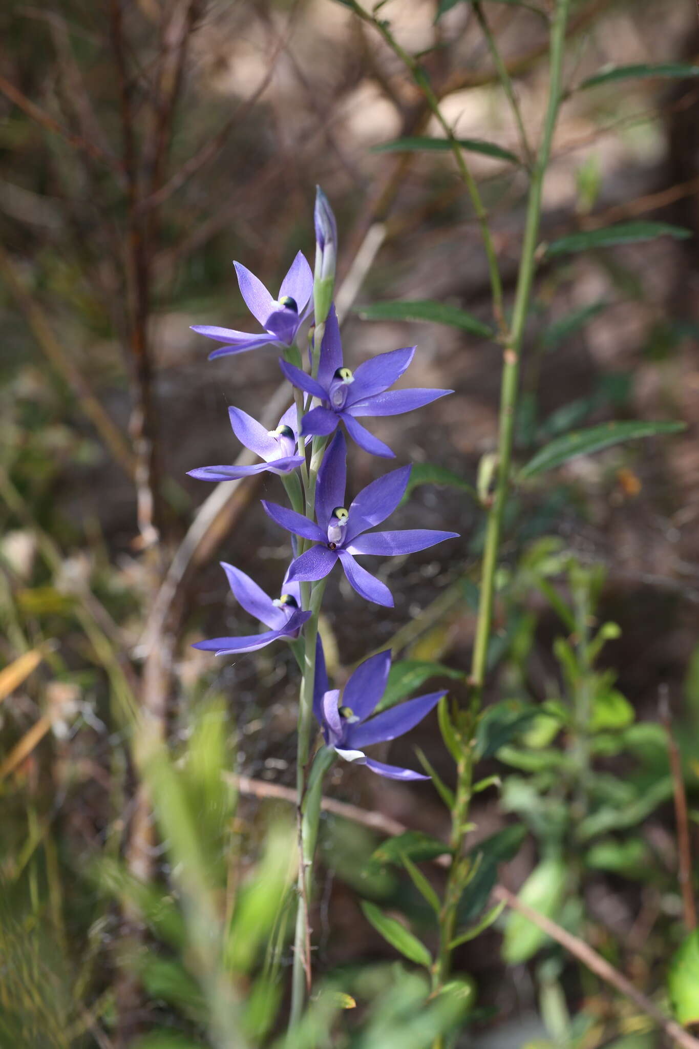 Sivun Thelymitra paludosa Jeanes kuva