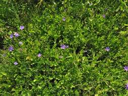 صورة Ruellia nudiflora var. nudiflora