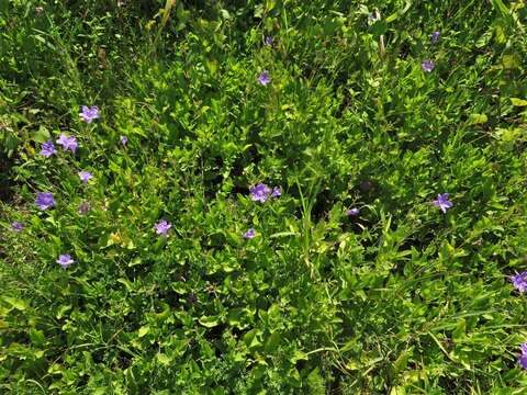 Ruellia nudiflora var. nudiflora resmi