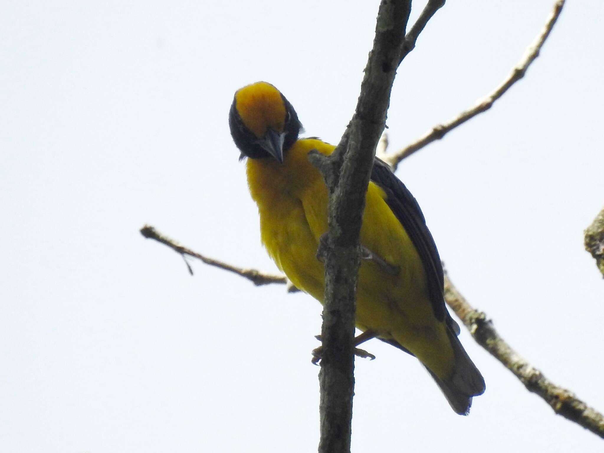 Image of Yellow-capped Weaver
