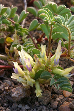 Слика од <i>Astragalus <i>lentiginosus</i></i> var. lentiginosus