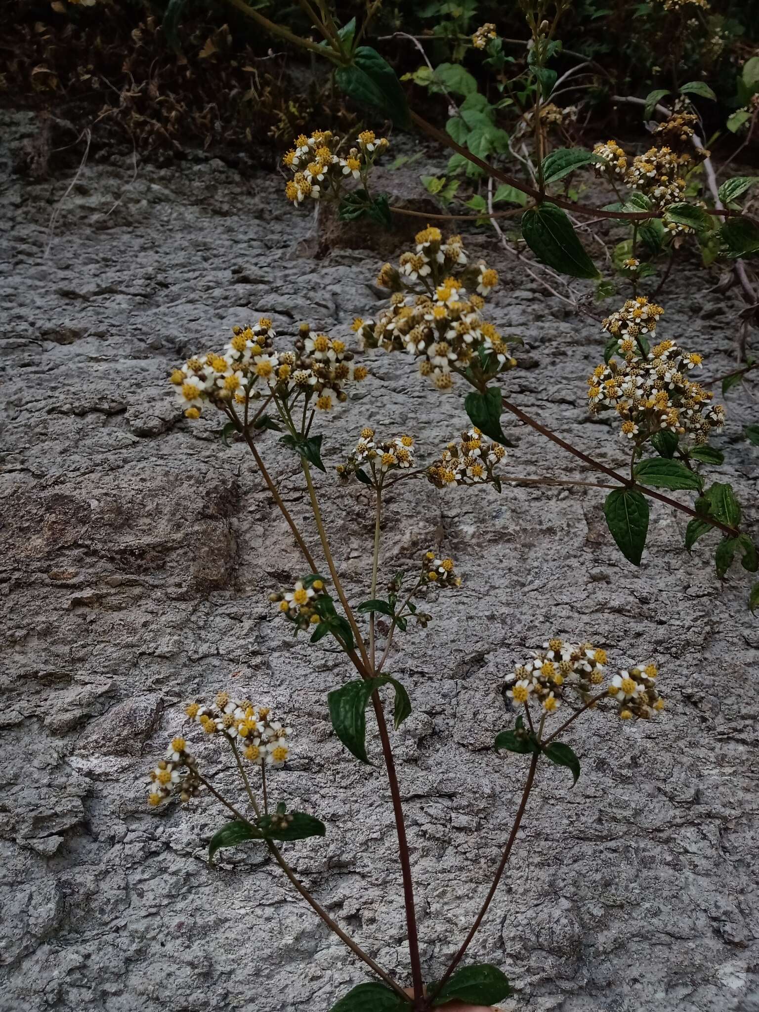 Image de Alloispermum integrifolium (DC.) H. Rob.