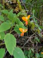 Image of Impatiens pacifica Zika