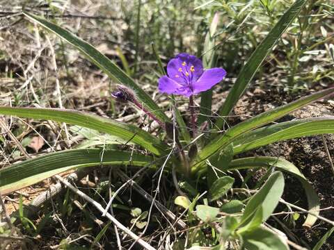 Image of Tharp's spiderwort