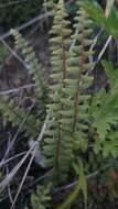 Image of golden lipfern