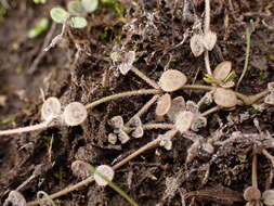 Veronica canescens T. Kirk resmi