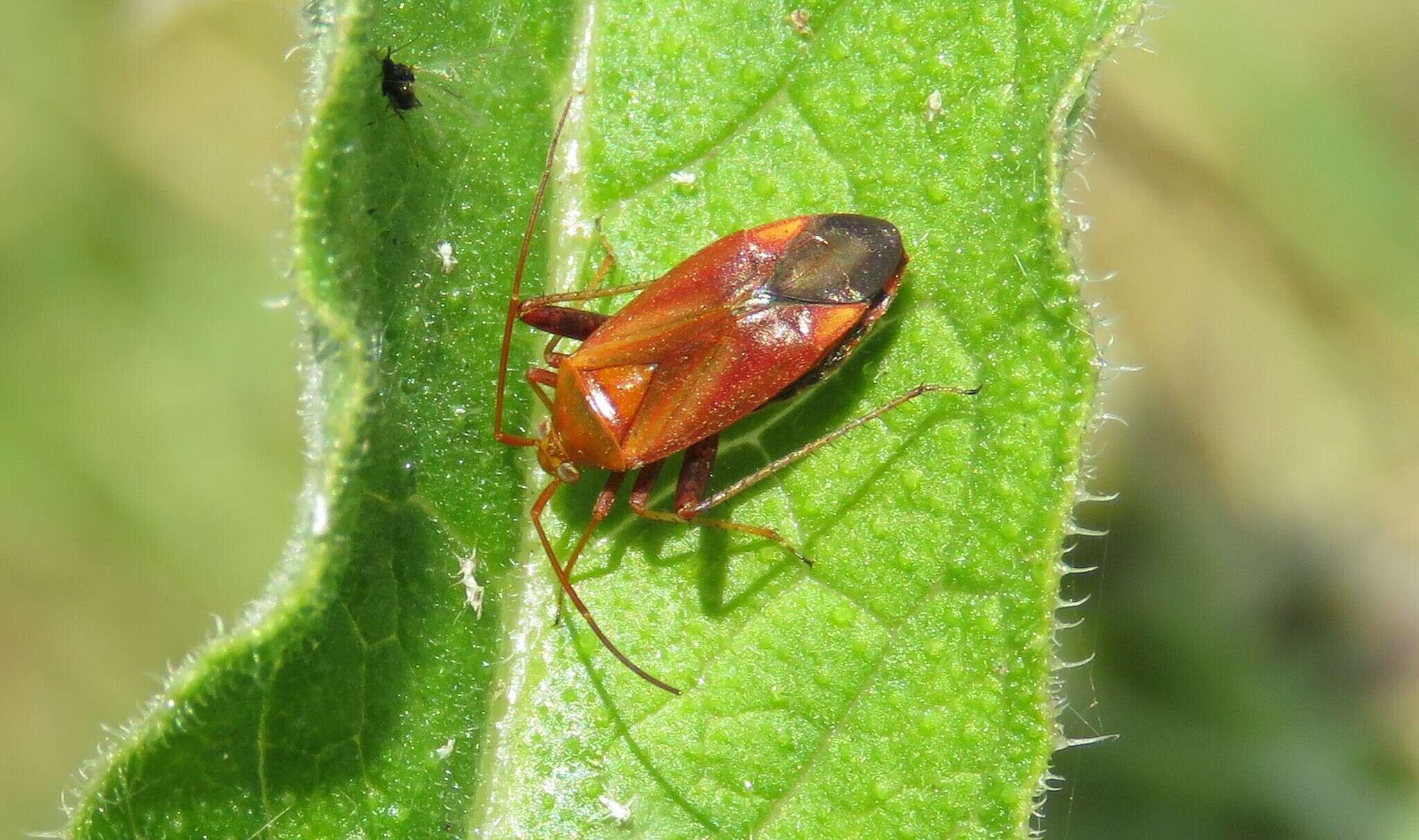 Image of Adelphocoris ticinensis (Meyer-Dur 1843)