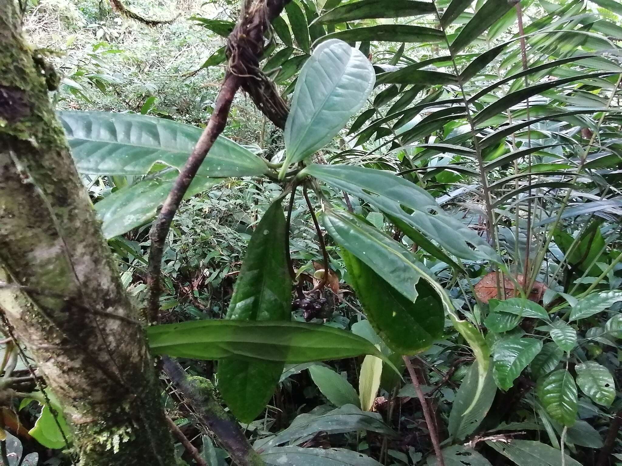 Image of Anthurium llanense Croat