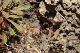 Image of Silene sedoides Poir.