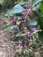 Imagem de Chassalia ternifolia (Baker) Bremek.