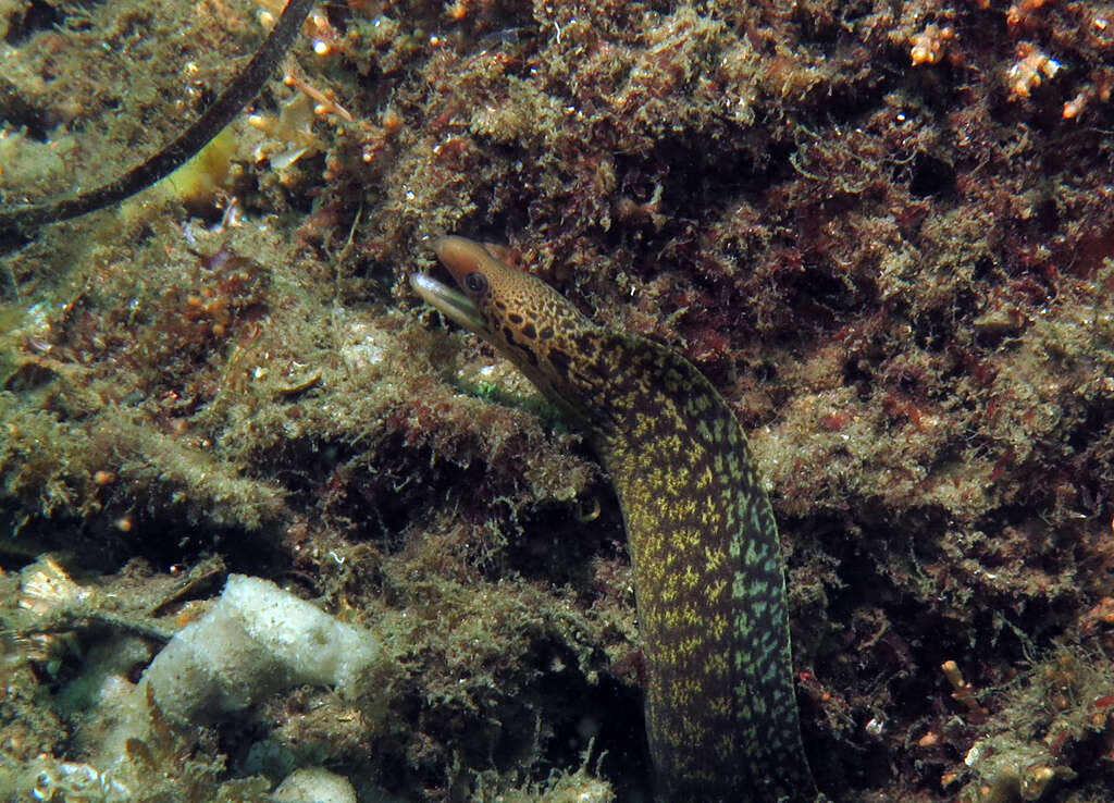 Image of Australian moray