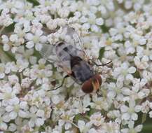 صورة Miltogramma punctata Meigen 1824