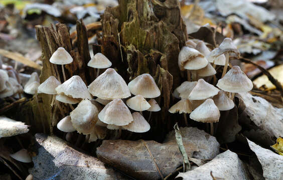 Image of Mycena niveipes (Murrill) Murrill 1916