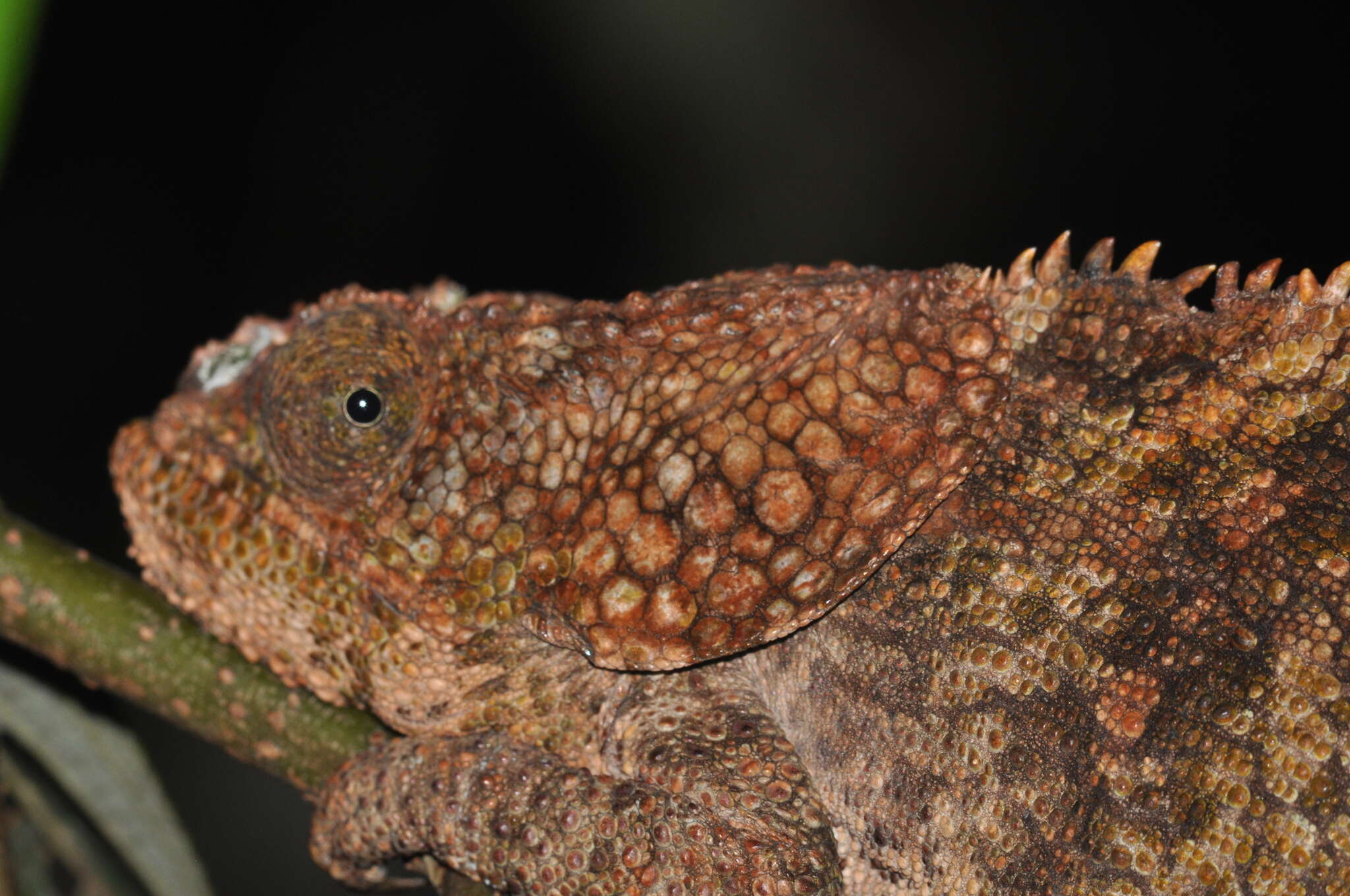 Image of Short-horned Chameleon