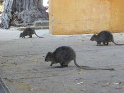 Image of Quokkas