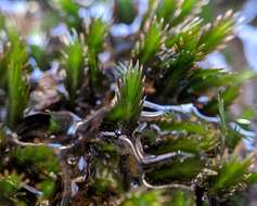 Image of largeleaf fissidens moss