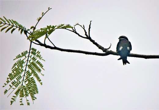 Image of Whiskered Treeswift