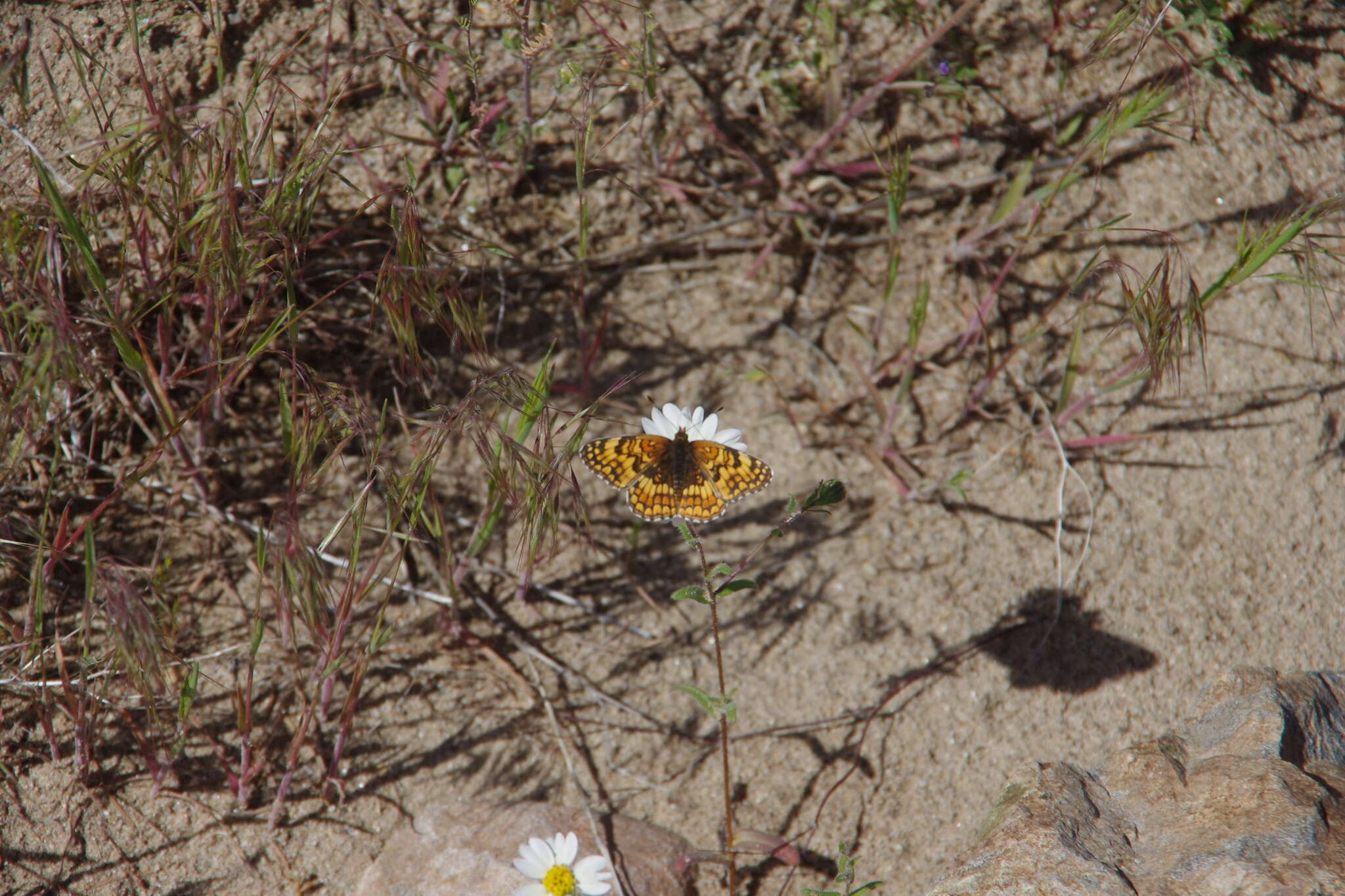 Image of Sagebrush Checkerspot