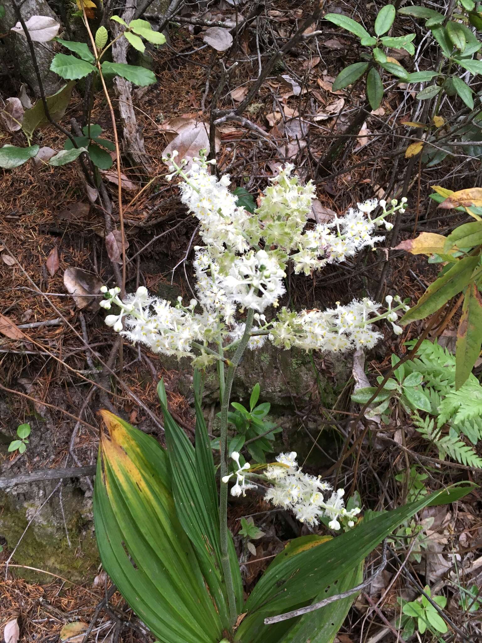 Image of Fringed False Hellebore