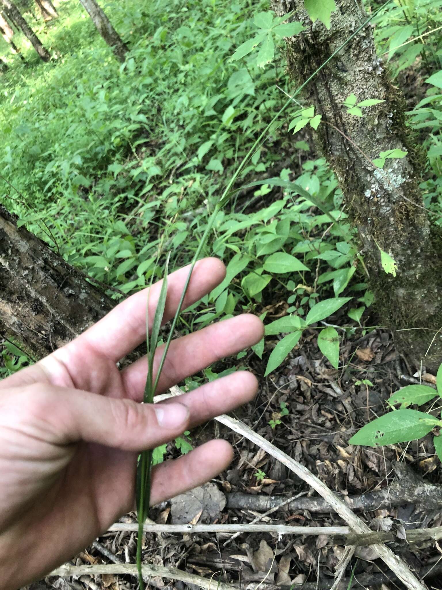 Image of drooping bulrush