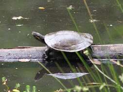 Image of Murray River Turtle