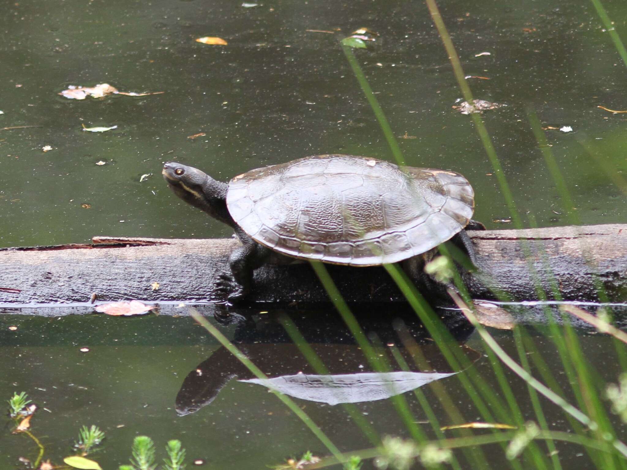 Image of Murray River Turtle