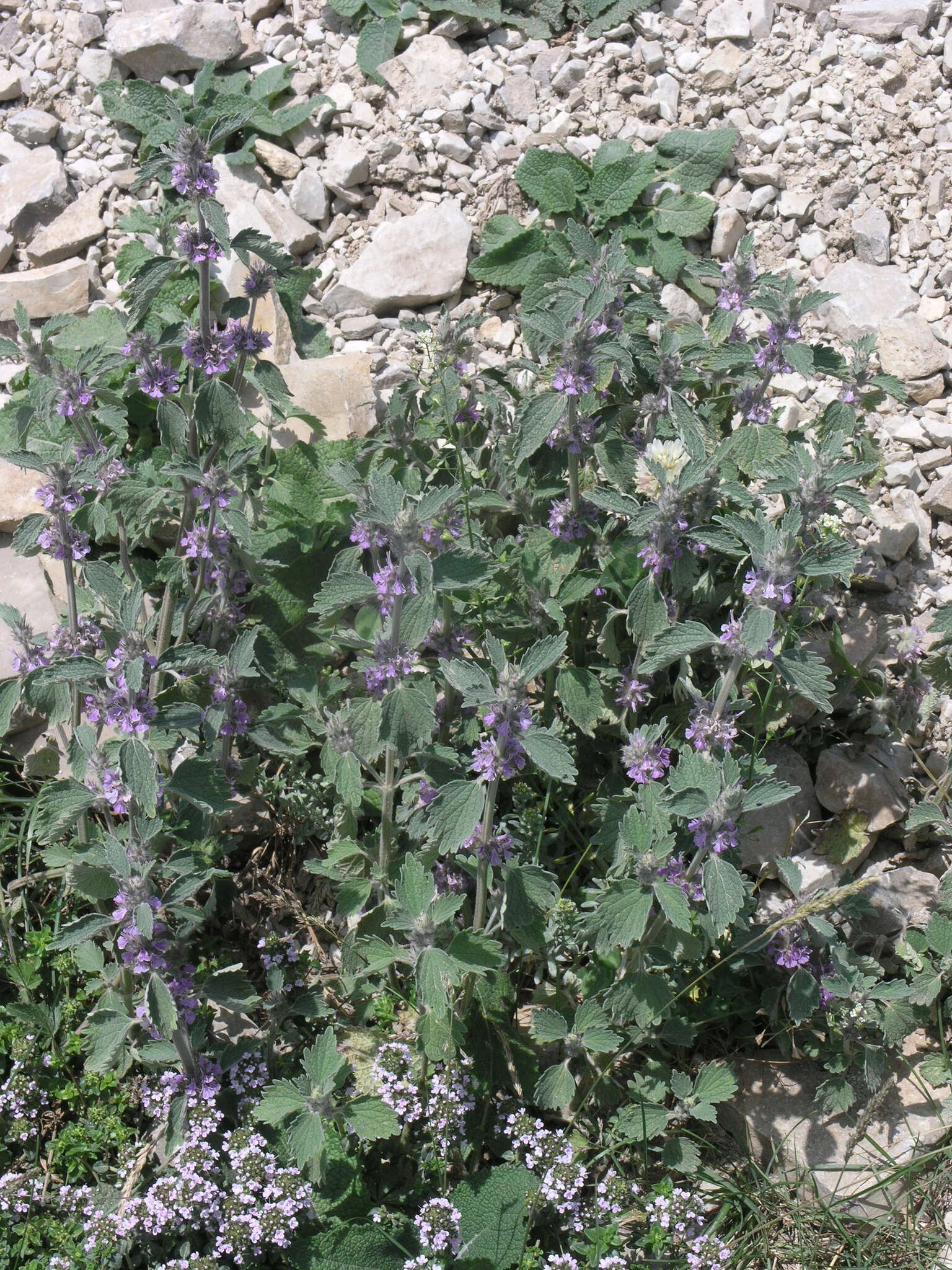 Слика од Marrubium plumosum C. A. Mey.