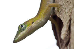 Image of Cuban green anole