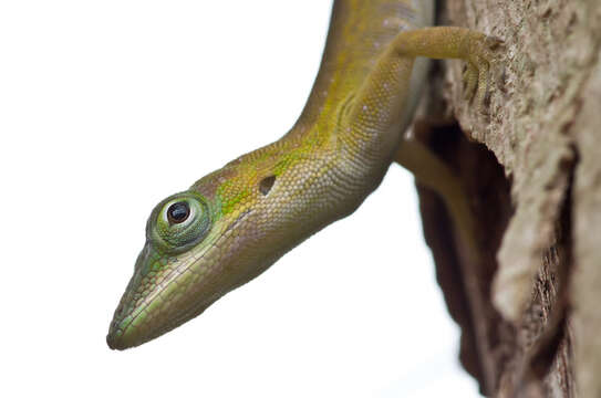 Image of Cuban green anole