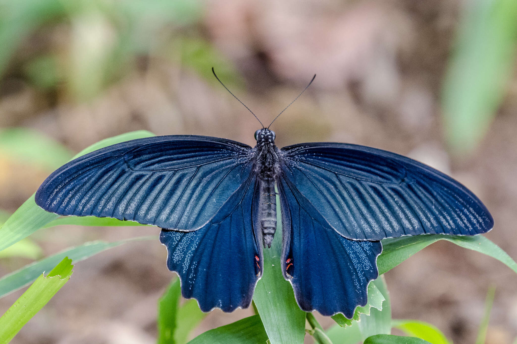 Image of Papilio protenor Cramer (1775)