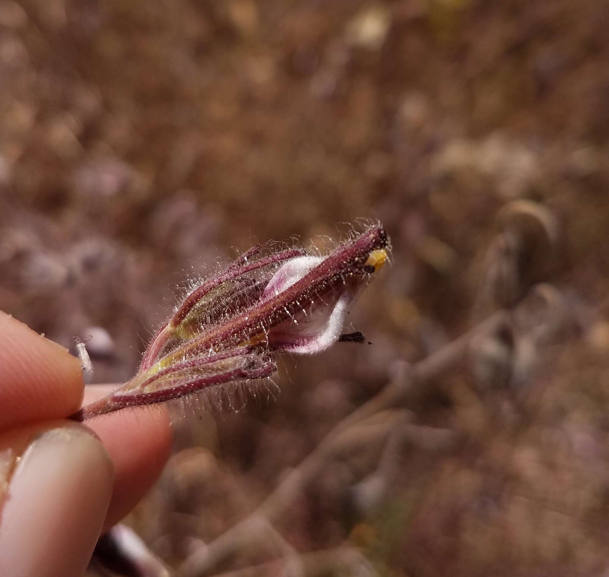 Image of hairy bird's beak