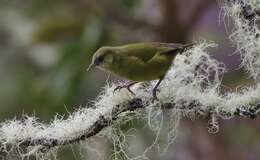 Image of Hawaii Creeper