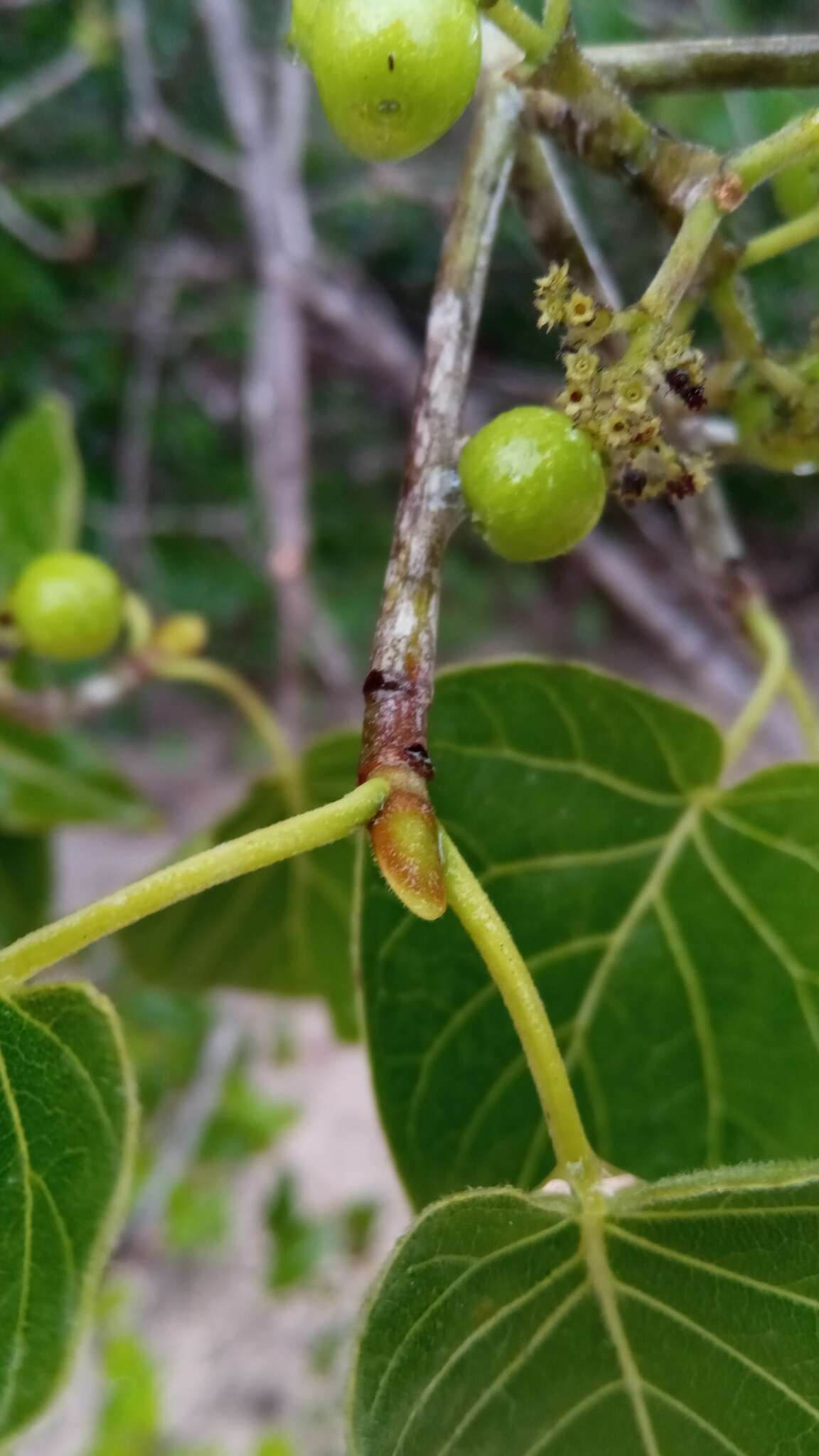 Imagem de Schizenterospermum majungense Homolle ex Arènes